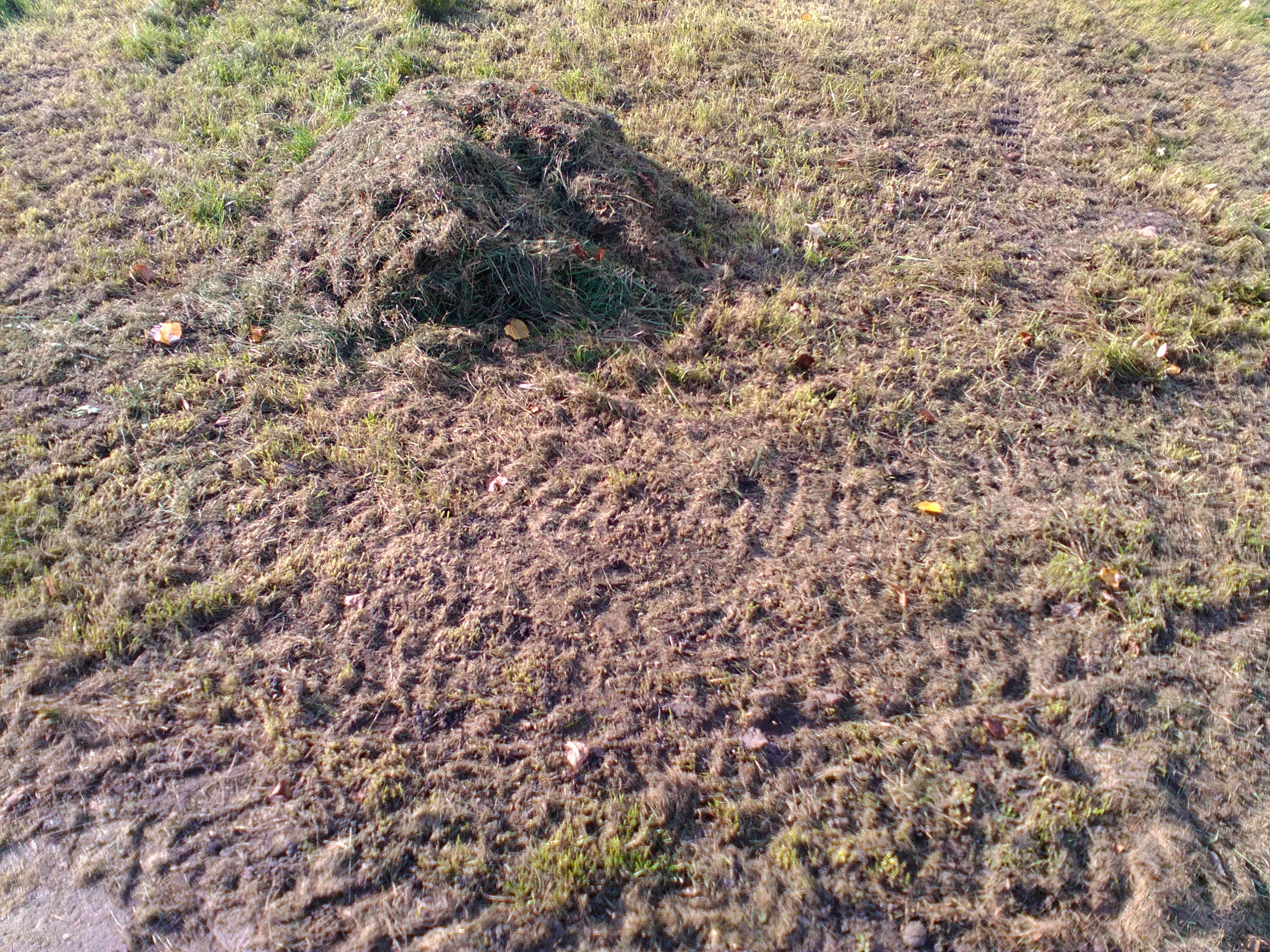Trimmed hedges beside a green lawn